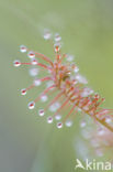 Oblong-leaved Sundew (Drosera intermedia)