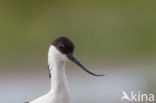 Pied Avocet (Recurvirostra avosetta)