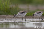 Pied Avocet (Recurvirostra avosetta)