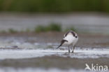 Pied Avocet (Recurvirostra avosetta)