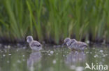 Pied Avocet (Recurvirostra avosetta)