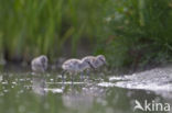 Pied Avocet (Recurvirostra avosetta)