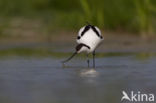 Pied Avocet (Recurvirostra avosetta)