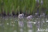 Pied Avocet (Recurvirostra avosetta)