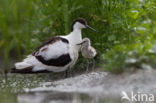 Pied Avocet (Recurvirostra avosetta)