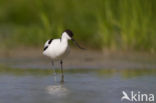 Pied Avocet (Recurvirostra avosetta)