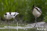 Pied Avocet (Recurvirostra avosetta)