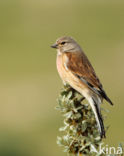 Kneu (Carduelis cannabina)