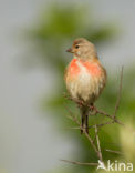 Kneu (Carduelis cannabina)