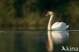 Knobbelzwaan (Cygnus olor)