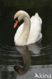 Knobbelzwaan (Cygnus olor)