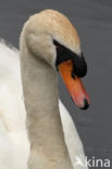 Mute Swan (Cygnus olor)