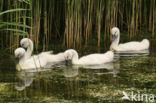 Knobbelzwaan (Cygnus olor)