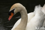 Knobbelzwaan (Cygnus olor)