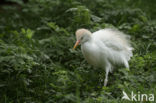 Cattle Egret (Bubulcus ibis)