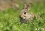 Konijn (Oryctolagus cuniculus)