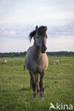 Konik horse (Equus spp)