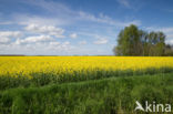 Koolzaad (Brassica napus)