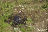 Kraanvogel (Grus grus)