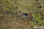 Kraanvogel (Grus grus)