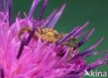 Crab spider