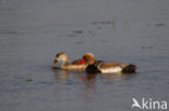 Red-crested Pochard (Netta rufina)