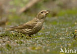 Red Crossbill (Loxia curvirostra)