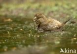 Red Crossbill (Loxia curvirostra)