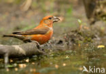 Red Crossbill (Loxia curvirostra)