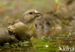 Red Crossbill (Loxia curvirostra)