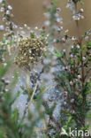 Kruisspin (Araneus diadematus)