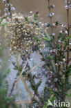 Kruisspin (Araneus diadematus)