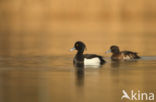 Tufted Duck (Aythya fuligula)