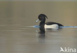 Tufted Duck (Aythya fuligula)