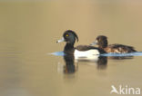 Tufted Duck (Aythya fuligula)