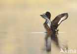 Tufted Duck (Aythya fuligula)