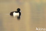 Tufted Duck (Aythya fuligula)