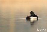 Tufted Duck (Aythya fuligula)