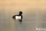 Tufted Duck (Aythya fuligula)