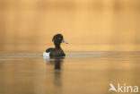 Tufted Duck (Aythya fuligula)