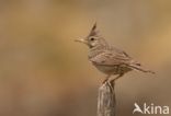 Crested Lark (Galerida cristata)