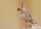 Crested Lark (Galerida cristata)