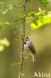 Kuifmees (Parus cristatus)