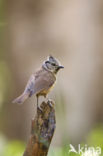 Kuifmees (Parus cristatus)