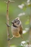 Kuifmees (Parus cristatus)