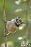 Kuifmees (Parus cristatus)