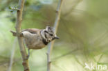 Crested Tit (Parus cristatus)