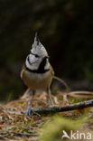 Kuifmees (Parus cristatus)