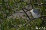 Night Heron (Nycticorax nycticorax)