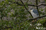 Night Heron (Nycticorax nycticorax)